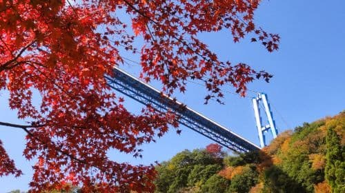 Ibaraki Autumn Special: Hitachi Seaside Park, Fukuroda Falls and Ryujin Suspension Bridge (From Tokyo Japan)
