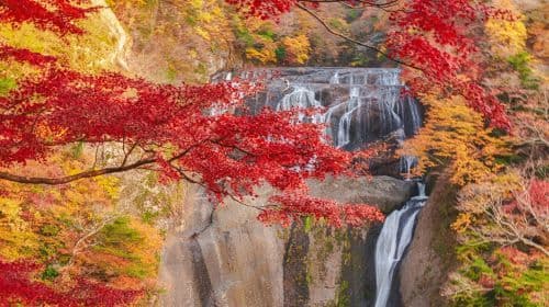 Ibaraki Autumn Special: Hitachi Seaside Park, Fukuroda Falls and Ryujin Suspension Bridge (From Tokyo Japan)