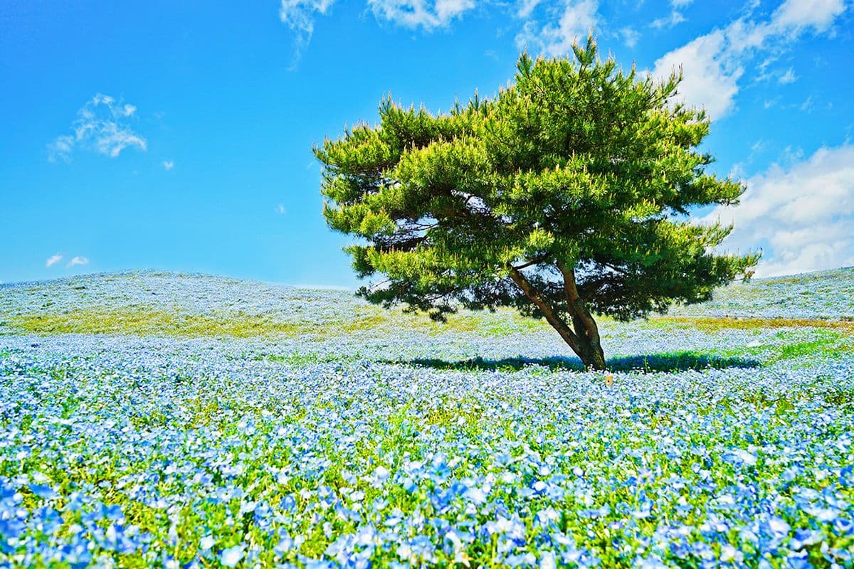 Excursión de un día a Ibaraki: Flores y Mariscos