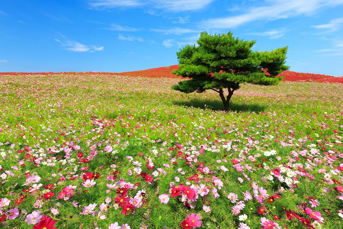 Excursión de un día a Ibaraki: Flores y Mariscos