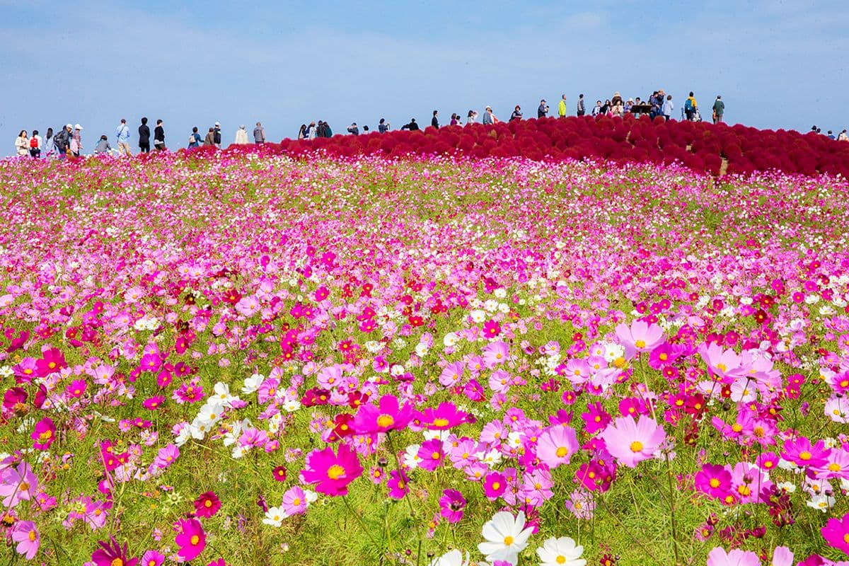 Ibaraki Flower Sea Food-dagtour