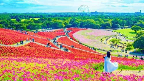 Ibaraki Hitachi Seaside Park + Kamiiso no Torii + Nakaminato Fish Market Bloemenzee 1-daagse tour