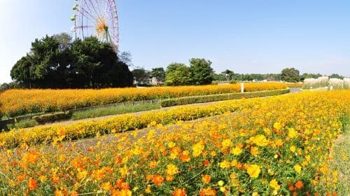 Ibaraki Hitachi Seaside Park + Kamiiso no Torii + Nakaminato Fish Market 꽃의 바다 1일 투어