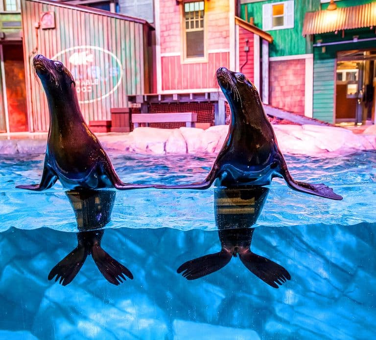 Atlanta: Biglietto d'ingresso salta-fila per il Georgia Aquarium