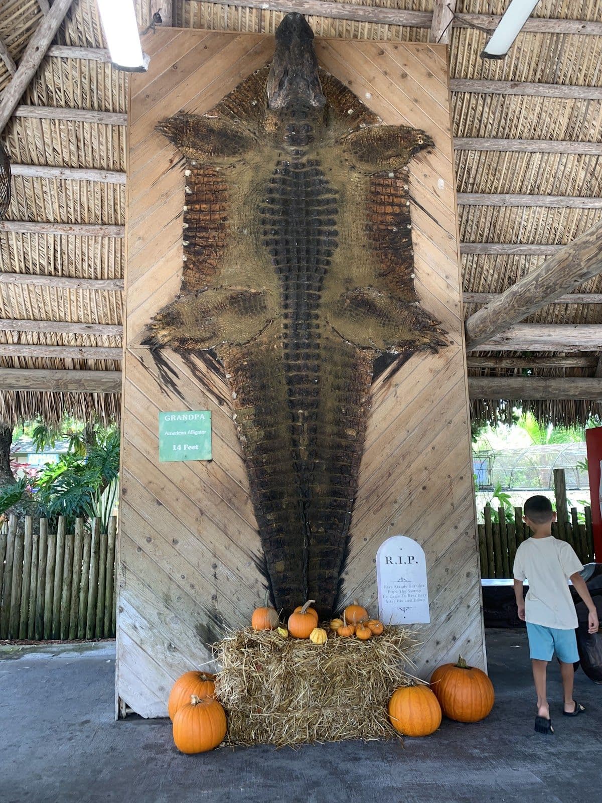 Best of Miami tour with airboat ride at the Everglades