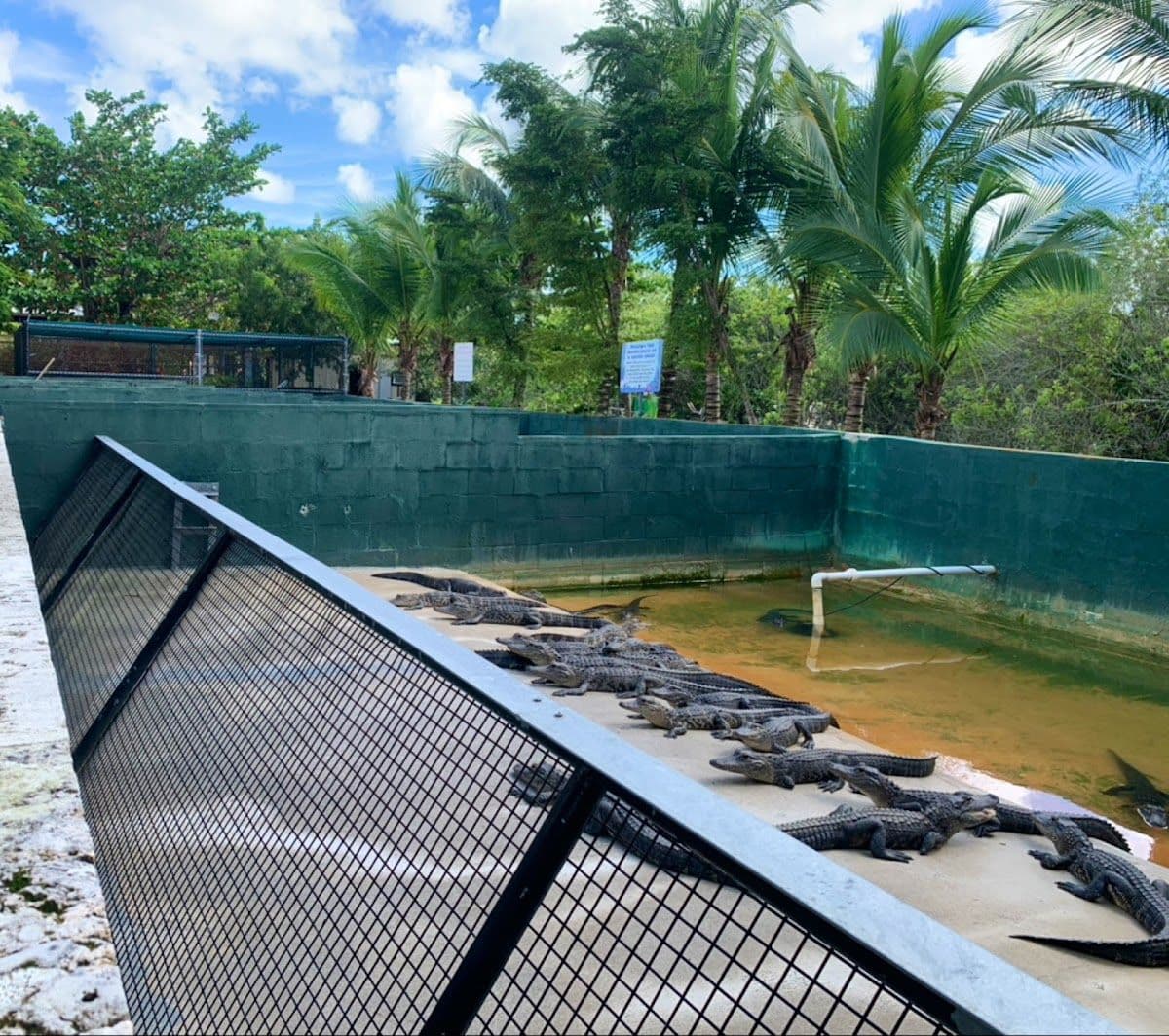 Best of Miami tour with airboat ride at the Everglades