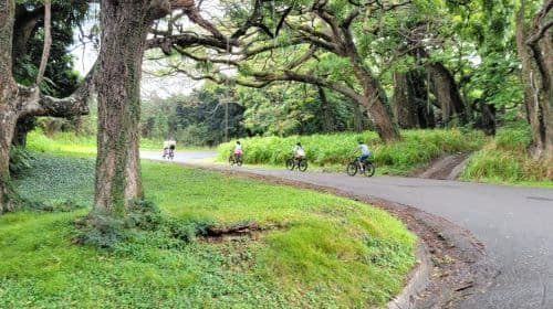 E-BIKE Honolulu Rainforest: 10 millas de sonrisas con vistas épicas - Tours de día