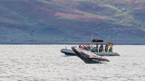 Eco-Raft Tour: Eye-Level Whale or Dolphin Watching from Lahaina