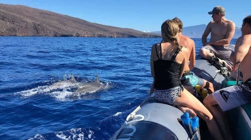 Eco-Raft Tour: Eye-Level Whale or Dolphin Watching from Lahaina