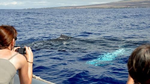 Eco-Raft Tour: Lahaina에서 즐기는 눈높이 고래 및 돌고래 관찰