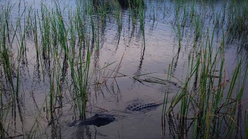 Florida Everglades Private Night Airboat Ride Tour  Day Tours