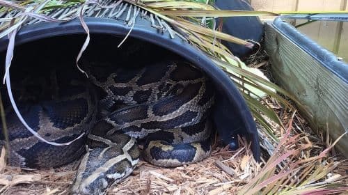 Florida Everglades Private Night Airboat Ride Tour  Day Tours