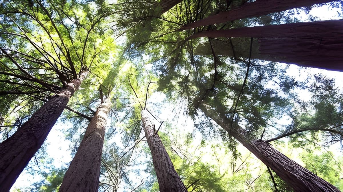 Depuis San Francisco : visite guidée des séquoias côtiers de Muir Woods