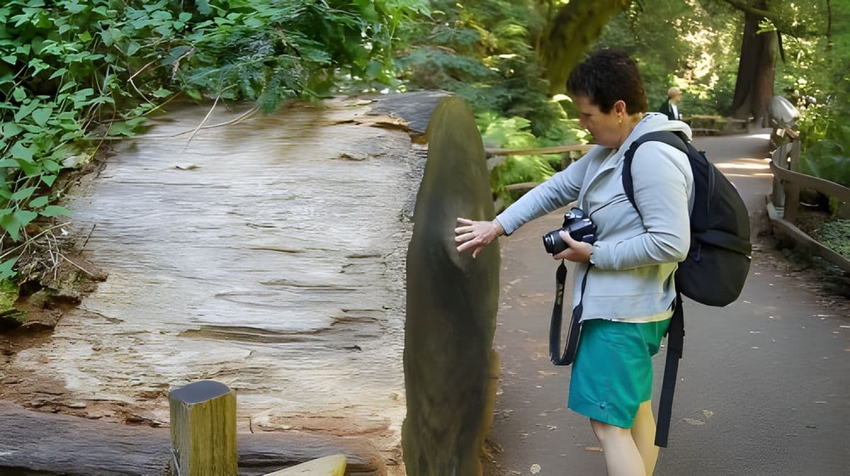 Depuis San Francisco : visite guidée des séquoias côtiers de Muir Woods
