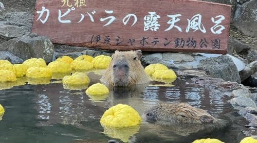 Izu Land, Sea & Air 9-Person Small Group 1-day Tour: Free Ocean View Train + Jogasaki Coast + Mt. Omuro Day Tours