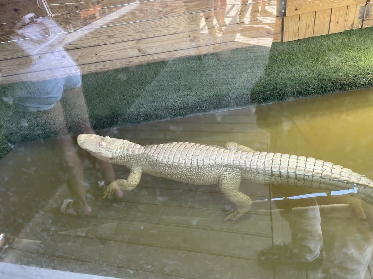 Gator Night 60-minute nighttime airboat tour at Sawgrass Recreation Park