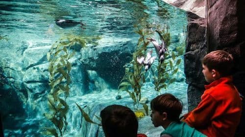 Georgia Aquarium