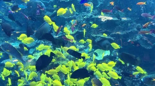 Georgia Aquarium