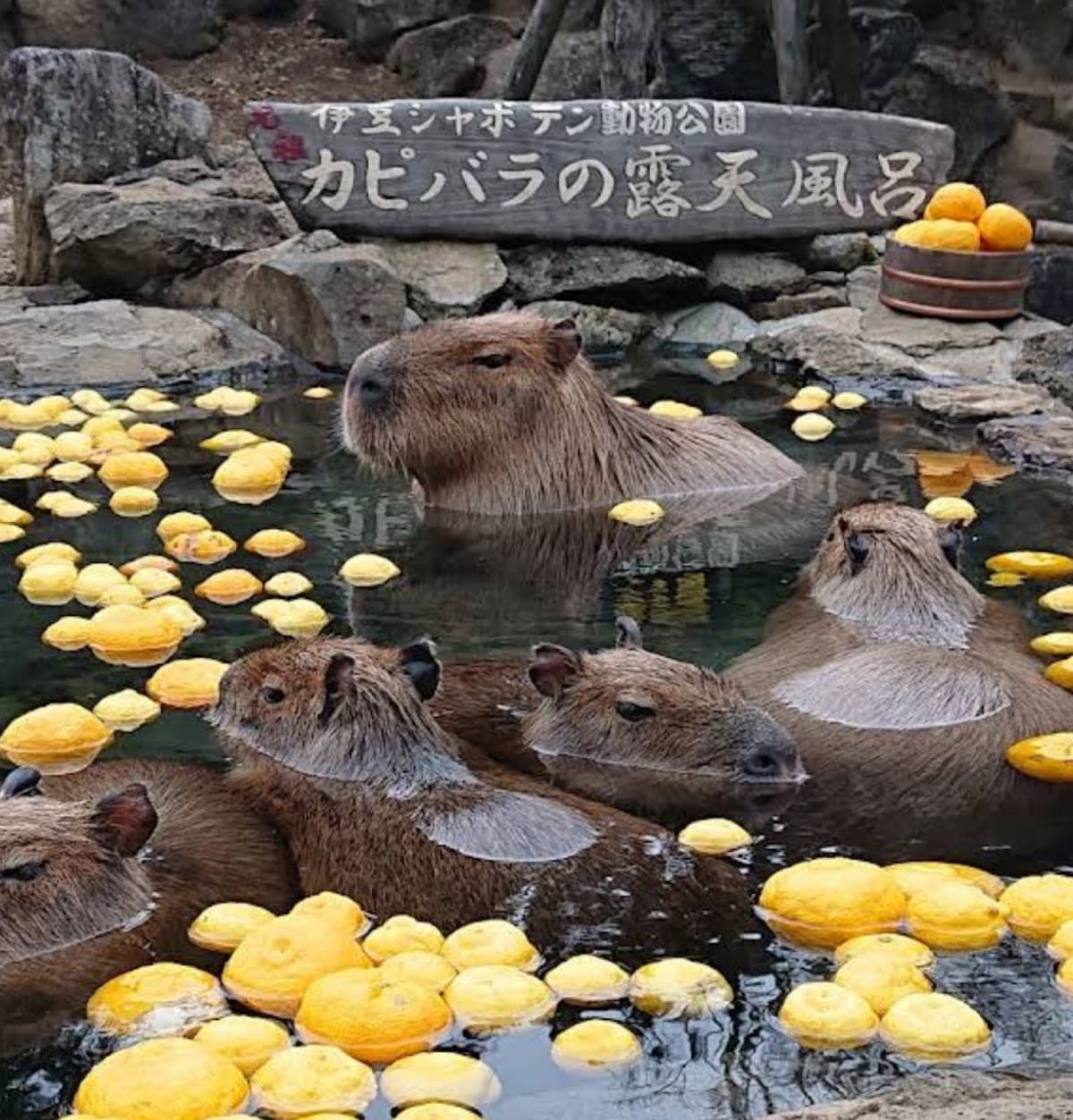 Izu Shaboten Park