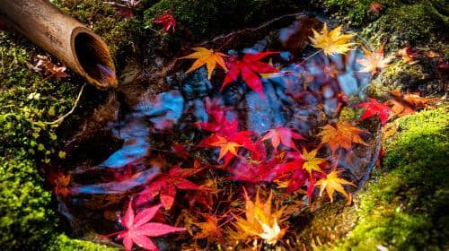 Japan Discovery Tour