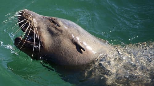 Long Beach: Sightseeing Harbor Cruise Day Tours