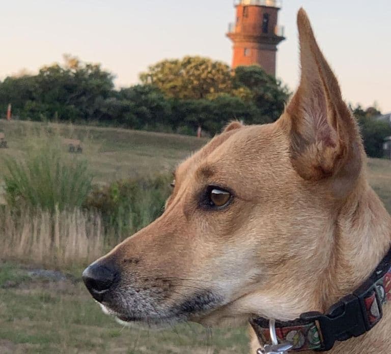 Martha's Vineyard: All Island Tour
