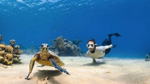 Next Level Oahu Circle Island Tour Snorkel w/Turtles and Byodo-In Day Tours