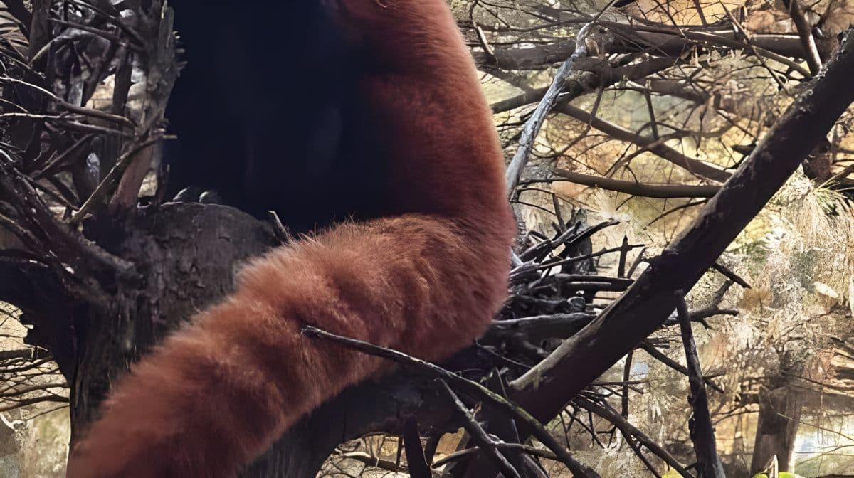 纽约：Central Park Zoo 与 Central Park 导览徒步游