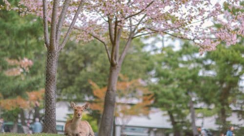 Japonia Kioto Świątynia Kiyomizu Chram Fushimi Inari Park Nara Świątynia Todaiji 13-osobowa wycieczka jednodniowa w małej grupie