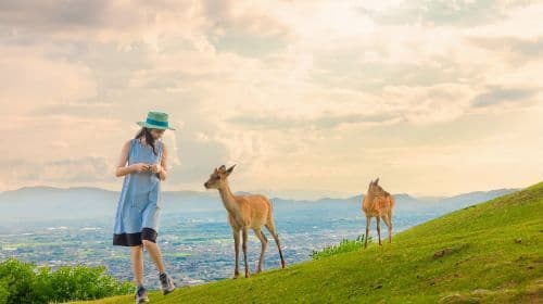 Japan Kyoto Kiyomizu-dera Temple + Yasaka Shrine + Nara Park + Fushimi Inari Shrine One-Day Tour Day Tours