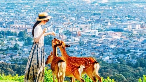 Jednodniowa wycieczka: Świątynia Kiyomizu-dera + Chram Yasaka + Park Nara + Chram Fushimi Inari