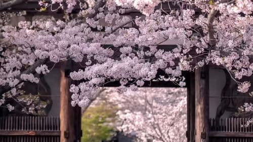 Japan Kyoto Nara 1-day tour [Autumn foliage season] Optional 9-person door-to-door pickup and drop-off|Chinese service|Leisure activities only Day Tours