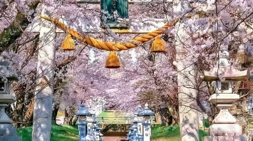 Japan Kyoto Nara 1-day tour [Autumn foliage season] Optional 9-person door-to-door pickup and drop-off|Chinese service|Leisure activities only Day Tours
