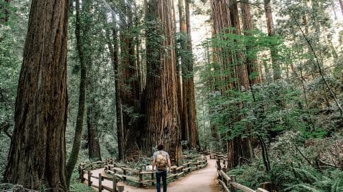 Um dia em San Francisco, Muir Woods, Sausalito e opção de passeio a Alcatraz