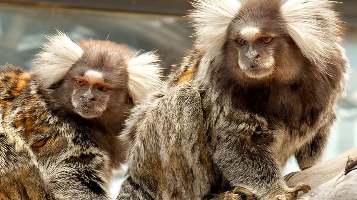 Out of Africa Wildlife Park: Toegangsticket