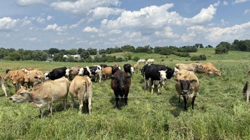 PHILADELPHIA AND THE AMISH COUNTY FULL DAY TOUR Day Tours