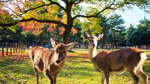 Japan Osaka + Kyoto + Kiyomizu Temple + Amanohashidate + Nara Park one-day tour Day Tours