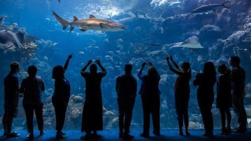 Tampa ZooQuarium: Boleto combinado para ZooTampa y The Florida Aquarium
