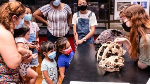 The Field Museum of Natural History: Guided Tour + Early Access + Exhibition