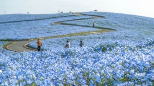 Japan's top 3 light shows: 1-day tour to Hikari no Hanazono Garden & Ibaraki's red kochia fields