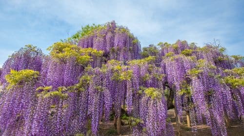 Japan's top 3 light shows: 1-day tour to Hikari no Hanazono Garden & Ibaraki's red kochia fields
