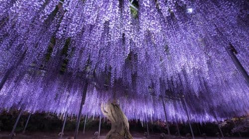 Japan's top 3 light shows: 1-day tour to Hikari no Hanazono Garden & Ibaraki's red kochia fields