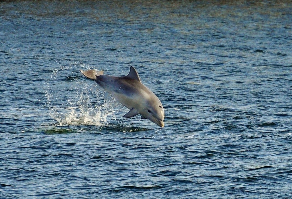 Dolphin Sanctuary & Ships Graveyard Kayak Tour