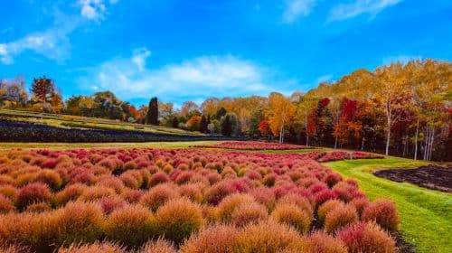 Tour giornaliero Jozankei Onsen Resort Spa Mori no Uta & Hill of the Buddha & Hoheikyo Valley per ammirare il foliage