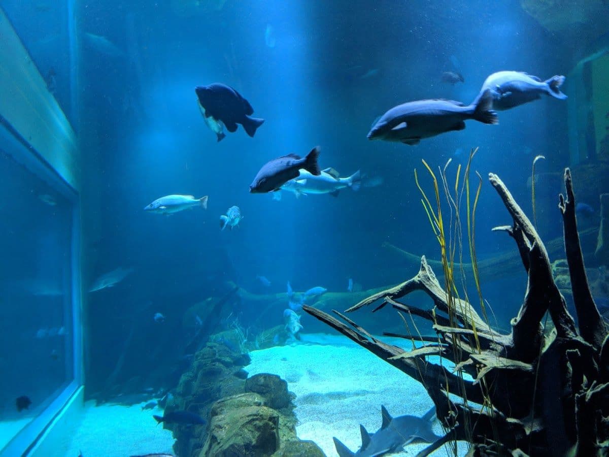Cairns Aquarium Tickets | Queensland