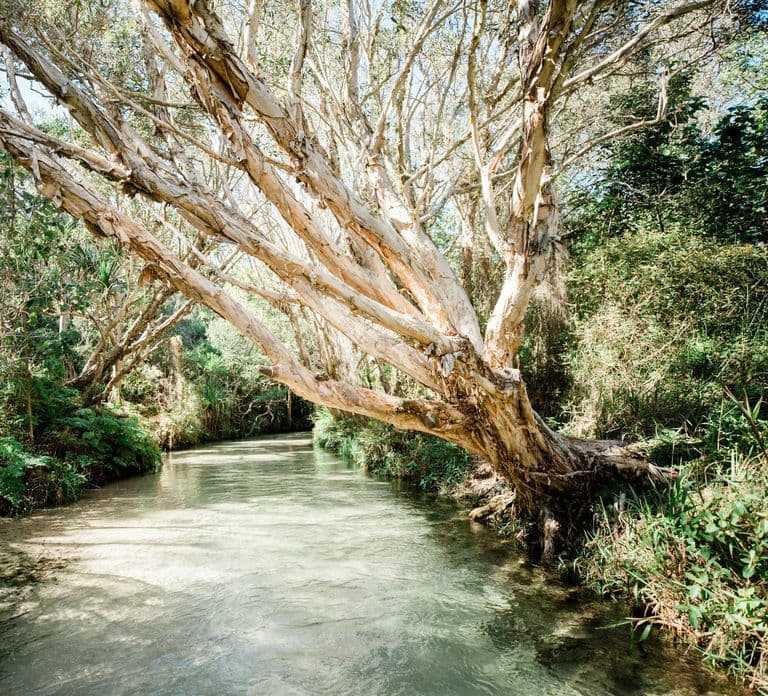 From Hervey Bay: K'gari, Fraser Island Full-Day Coach Tour