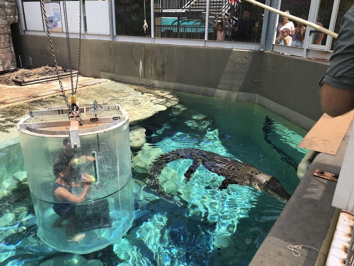 Crocosaurus Cove Darwin Croc Feeding Experience
