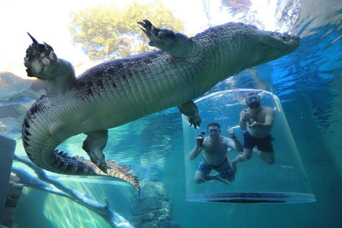 Crocosaurus Cove General Admission Tickets