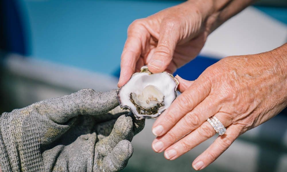 Tour breve e dolce di 90 minuti alla fattoria di ostriche di Coffin Bay