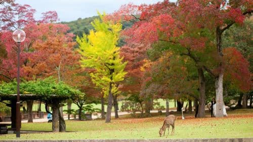 JR PASS Pass 5 jours pour les régions d'Ise, Kumano et Wakayama - Livraison uniquement à Singapour, en Malaisie et au Brunei